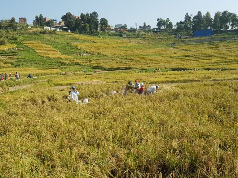Survival of Khokana and its mustard fields