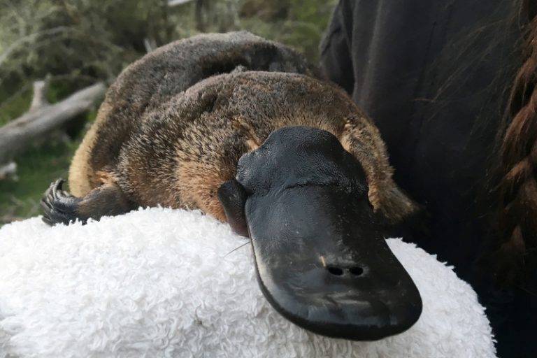 Drying habitat makes Australia’s platypus vulnerable, scientists say