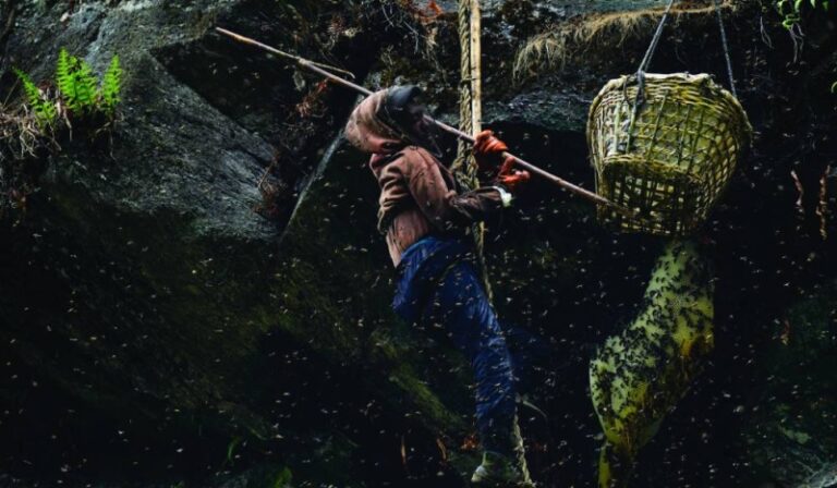 The timeless tradition of honey hunting