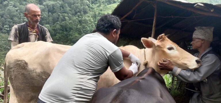Lumpy skin claims over 2,000 cattle in Madhes Province
