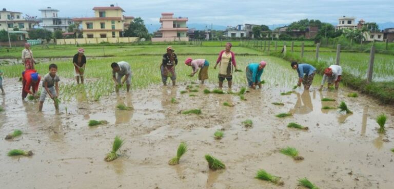 92 percent paddy plantation completed across country