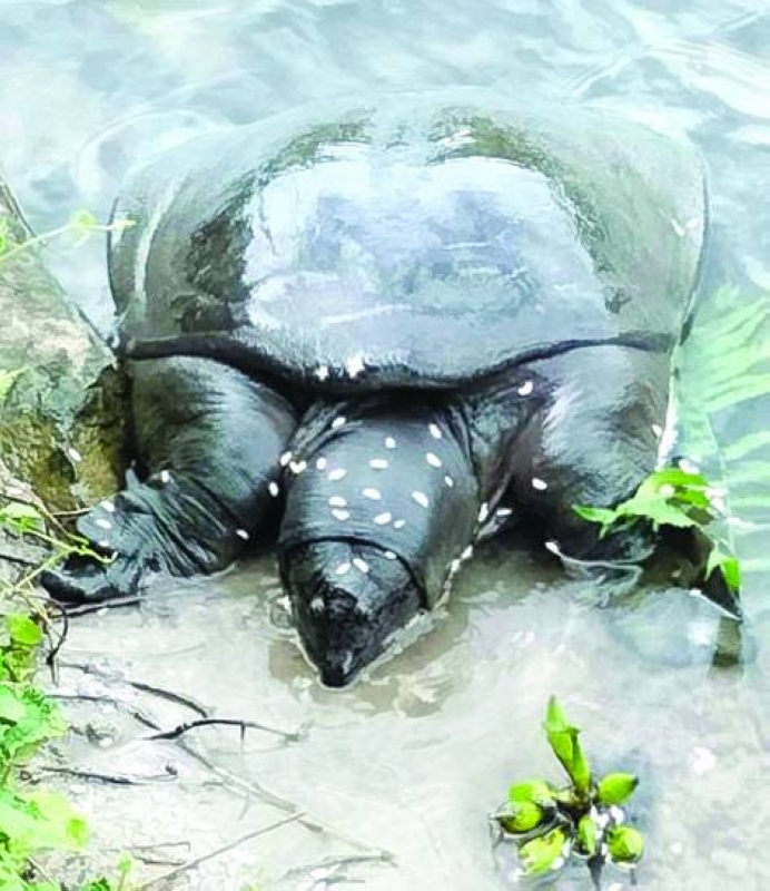 Critically endangered 'Black Softshell' turtle found in Belbari