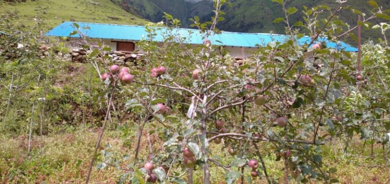 Apple production declines in Dhorpatan area