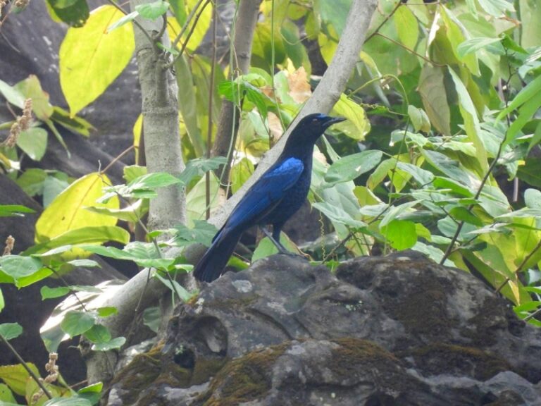 Malabar Whistling Thrush spotted in Nepal for the first time